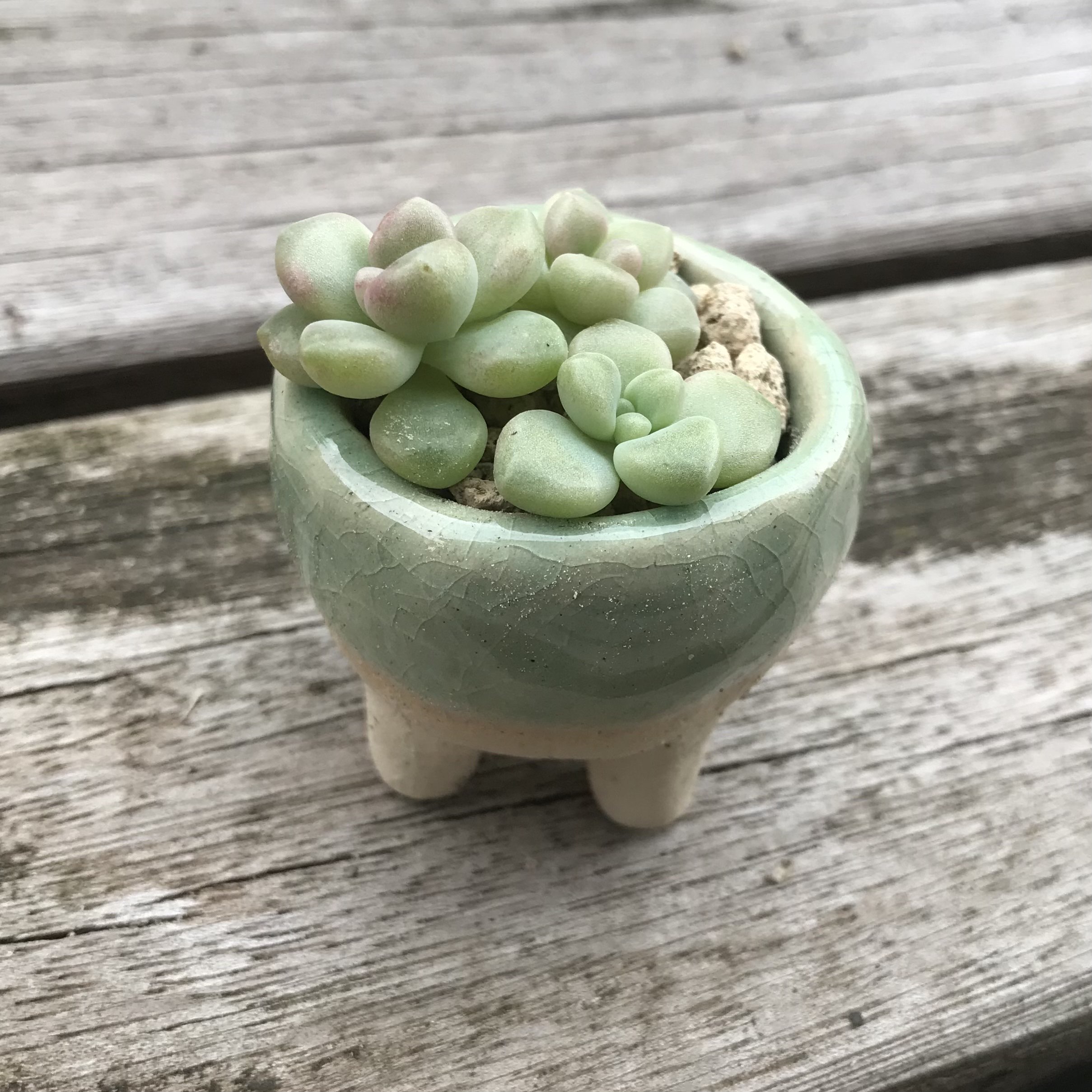 plant1