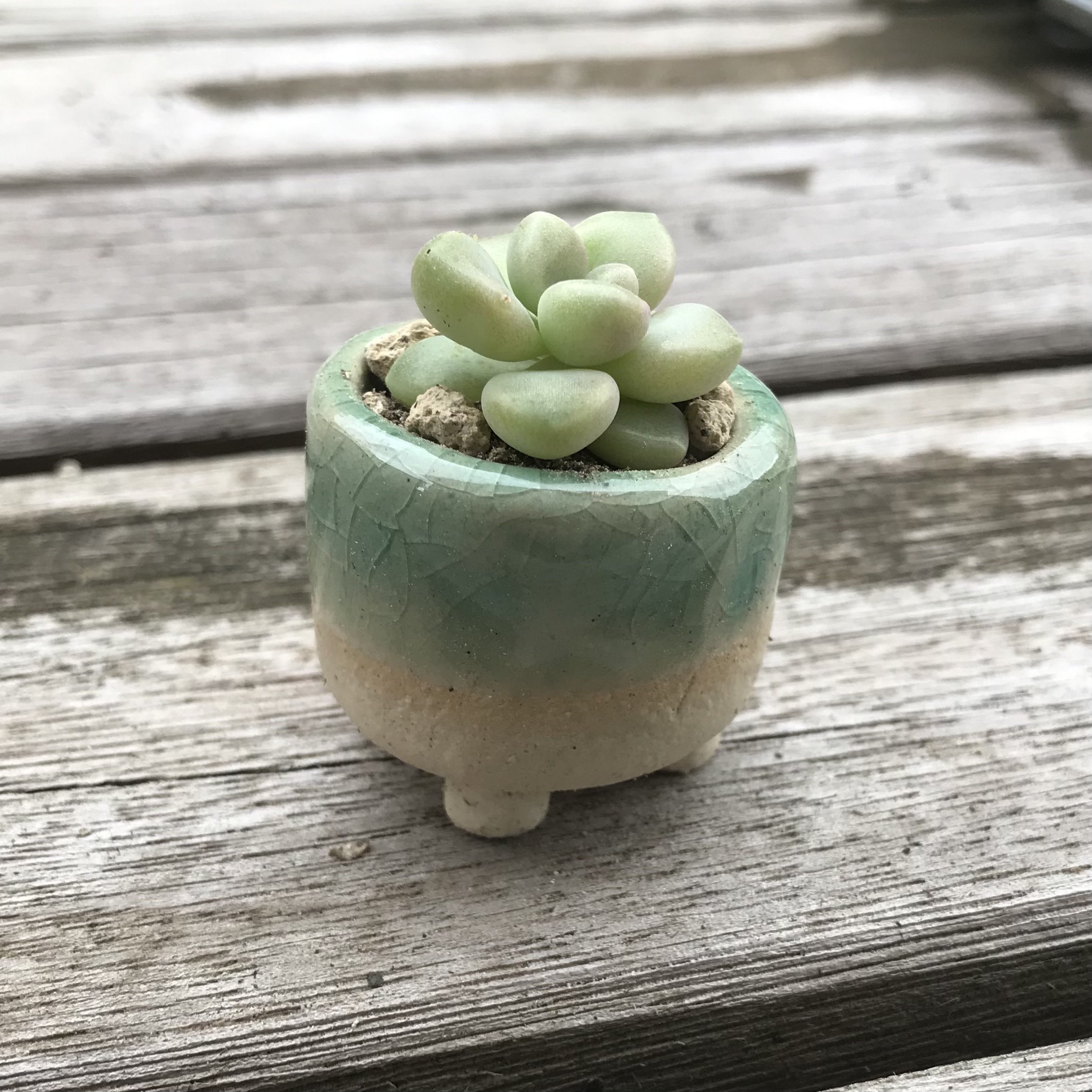 plant2